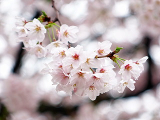 Fototapeta premium サクラ