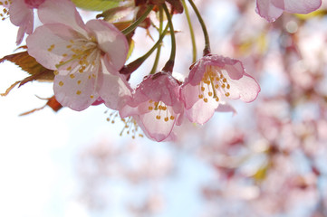 桜　春　北海道