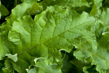 rhubarb leaves