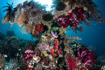 Fototapeta na wymiar Colorful Invertebrates on Reef in Raja Ampat