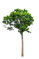 Tree isolated on white
