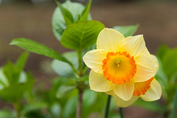Fototapeta premium スイセンの花