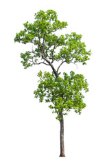 Tree isolated on white