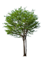 Tree isolated on white