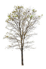 Obraz premium Tree isolated on white