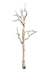 Fototapeta na wymiar Dry tree isolated on white