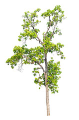 Tree isolated on white