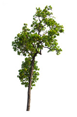 Tree isolated on white