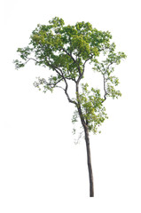 Tree isolated on white