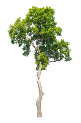 Tree isolated on white