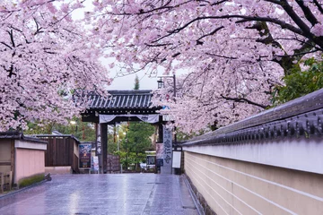 Tuinposter 京都　建仁寺　桜 © Route16