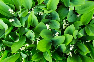 Poster Lelietje-van-dalen Lily of the valley, which bloom in the garden