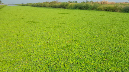 Fototapeta premium Water hyacinth in the river