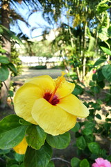 Hibiscus, the national flower of Malaysia