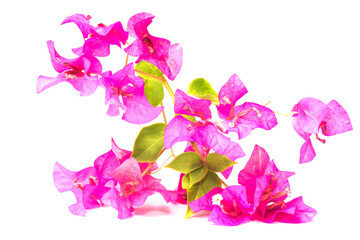 Obraz na płótnie Canvas A bunch of bougainvillea flowers isolated on white 
