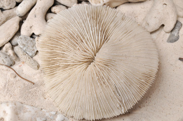 Dead body of mushroom coral