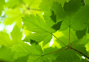 Fototapeta na wymiar Spring leaf of maple.