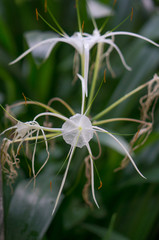 Spider Lily, Hymenocallis Caribaea