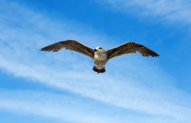Birds during the flight. Portrait of birds flying against the blue sky. The sun illuminates the feathers of the wings.