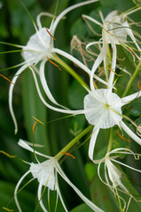 Spider Lily, Hymenocallis Caribaea