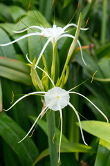 Spider Lily, Hymenocallis Caribaea