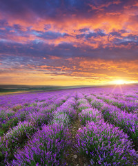 Naklejka na ściany i meble Meadow of lavender.