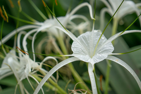 Spider Lily, Hymenocallis Caribaea