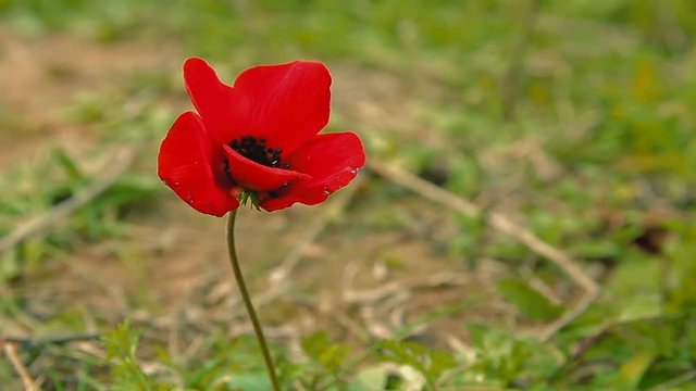 Closeup of red anemone.