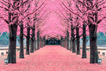 Pink tree,Nami Island in Korea - obrazy, fototapety, plakaty