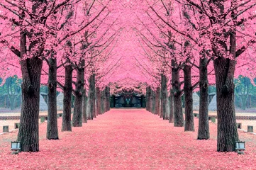 Abwaschbare Fototapete Asien Rosa Baum, Insel Nami in Korea