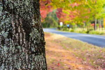 Autumn background with tree trunk close up