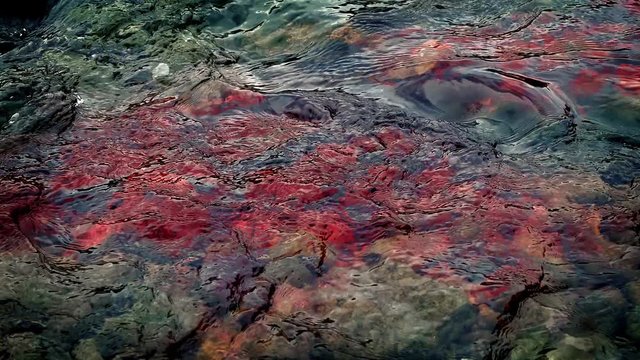 Blood Colors River Water Red