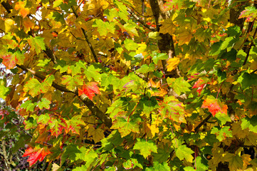 Autumn maple leaves background. Yellow and red foliage texture