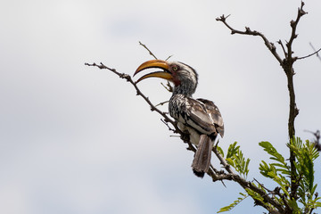 Southern Yellow-billed Hornbill (Tockus leucomelas) perched in tree, Kruger National Park