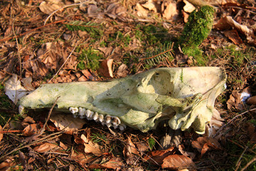 Naklejka premium skelettierter Rehkopf