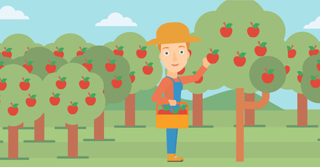 Obraz na płótnie Canvas Farmer collecting apples.