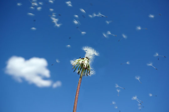 dandelion overblown with seed flying away under blue sky
