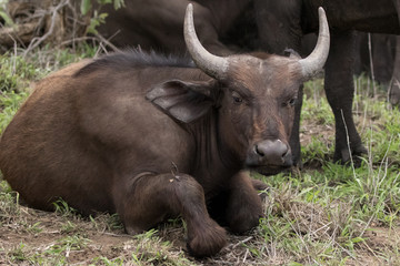 Cape Buffalo Calf (Syncerus caffer) in Kruger National Park