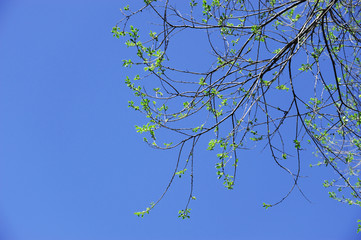 tree branch sprout in spring