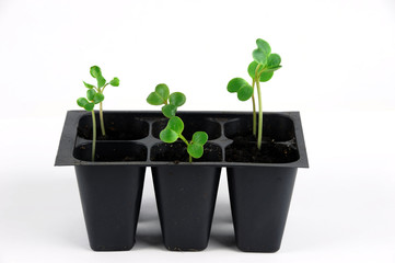 seedling in spring, radish sprout