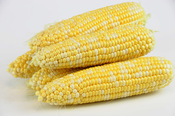 fresh raw corn cob on white background