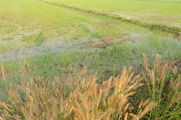 Green rice field landscape with focus on grass flower.