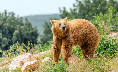 Eurasian brown bear (Ursus arctos arctos) in forest