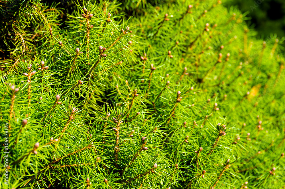 Canvas Prints Pine tree close up texture