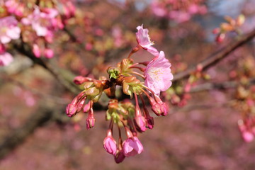 河津桜