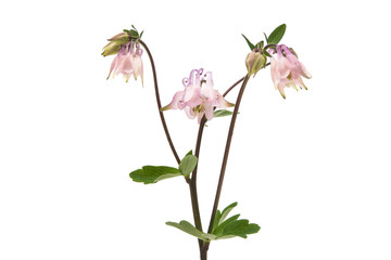 Fototapeta premium Aquilegia vulgaris flower isolated