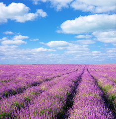 Naklejka na ściany i meble Lavender beautiful meadow.