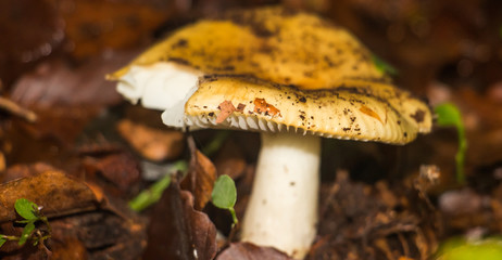 Underbush life - Mushroom in autumn wood