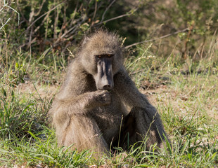 Adult Male Chacma Baboon (Papio ursinus), Kruger National Park