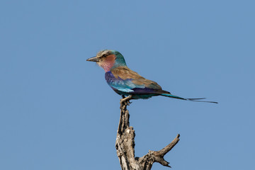 Lilac-breasted Roller (Coracias caudatus), Kruger National Park